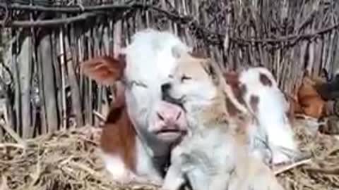 the cow with the dog