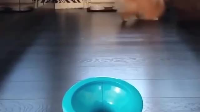 Funny dog play ball