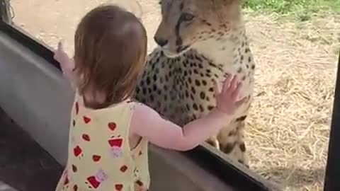 Girl & tigar