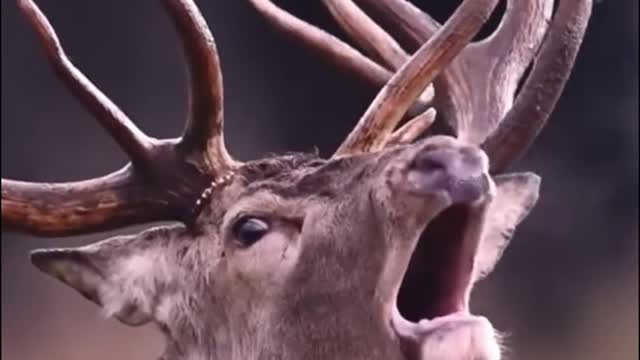 So this is what this deer sounds like. Have you ever heard it before?