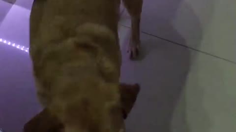 Brown dog on white tile catches treat in slowmo