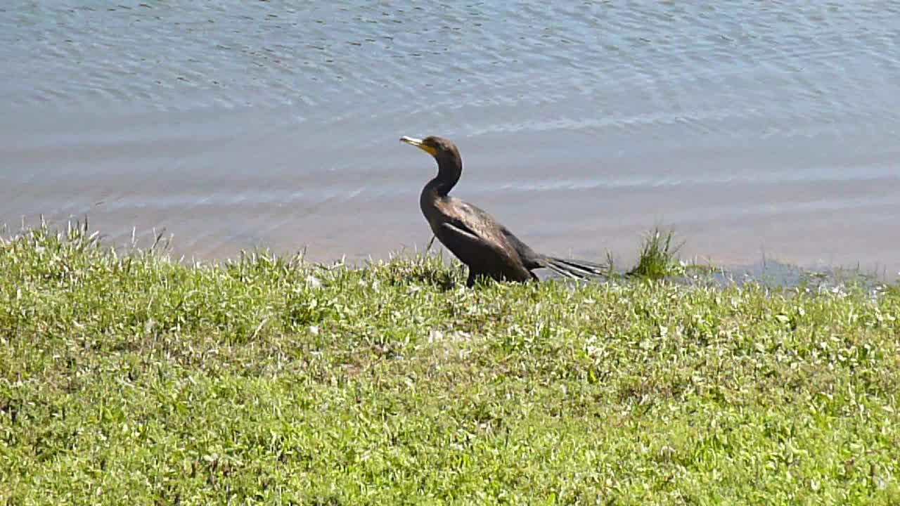 Great Cormorant Bird