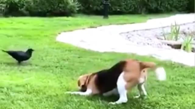 Animals Is Actually Hilarious Pt.1