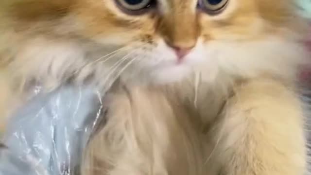 The last cat seems to have stars and the sea in its eyes(5)