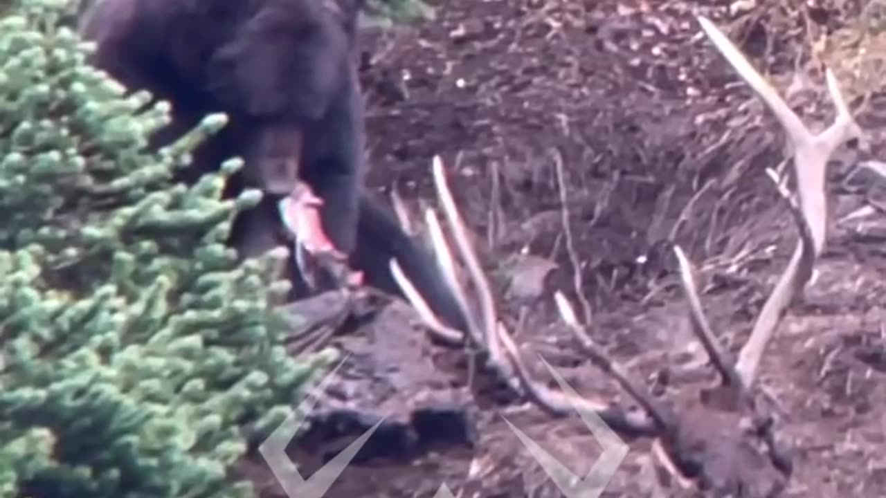 Grizzly Bear eats Elk!!!