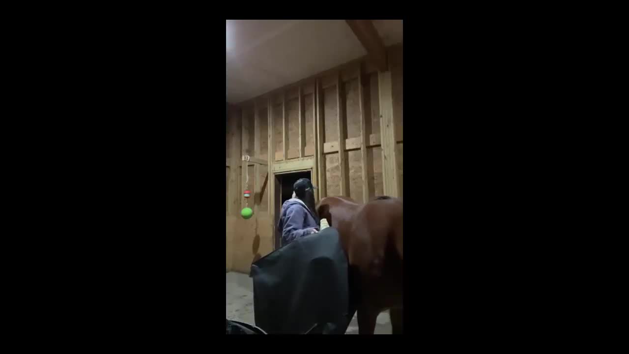Come hang out in the barn! With my barn siblings!!