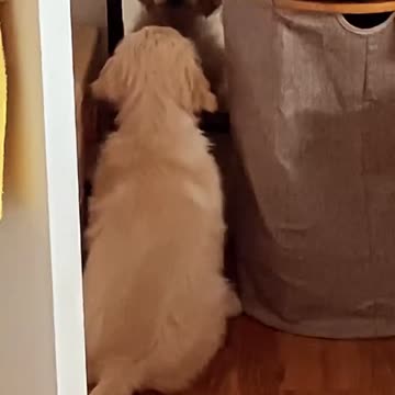 Baby Golden Retriver Nilo