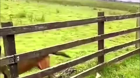 Funny Animals playing