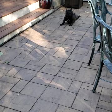 Playful puppy has a lot of fun fooling around