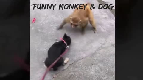 funny monkey & dog