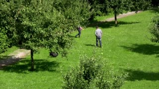 Schwan-Attacken (Part14) Schloss Ringenberg - angry swan attacks