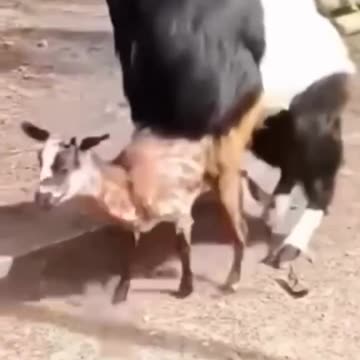 Funny Animals | حیوانات خنده دار