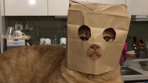 The Piece of Mask Cat Advice That’s Seared Into My Memory