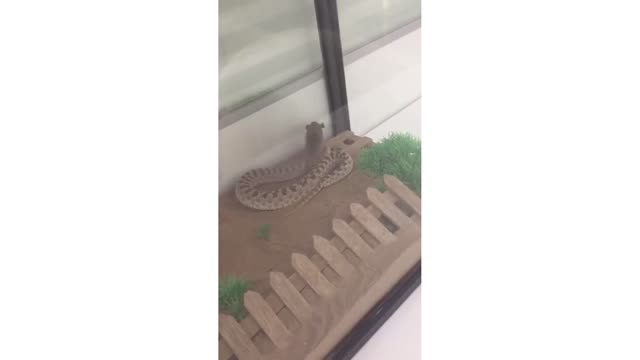 Scary Mouse and Snake fight