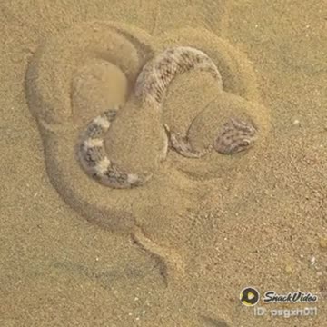 Beautiful Snake 😱😱