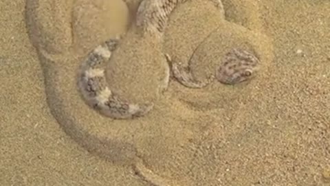 Beautiful Snake 😱😱