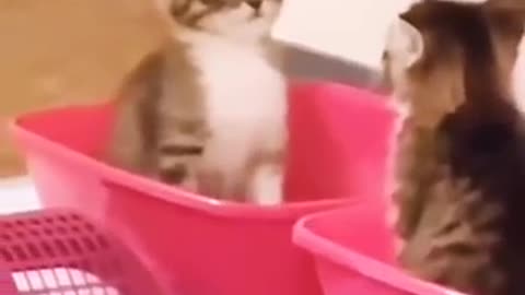 Cat vs. Cat_try not to laugh