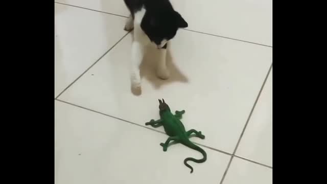 Funniest Cats fighting