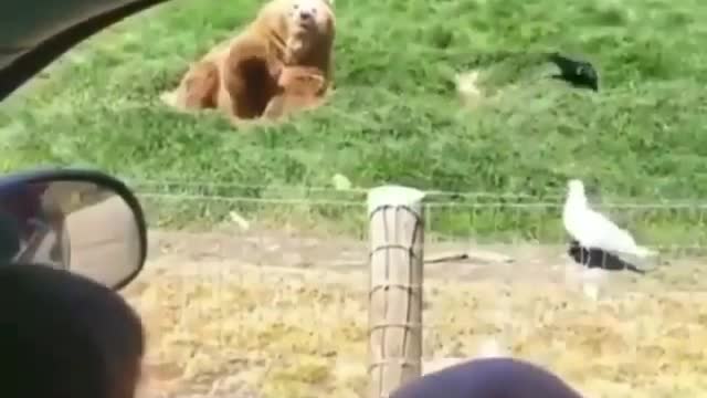 Animal energy