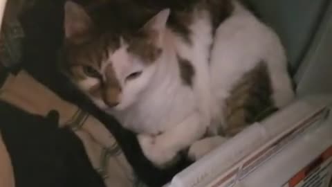 Amanda Grace Talks...Guess Who is Hiding in the Dryer?!!!