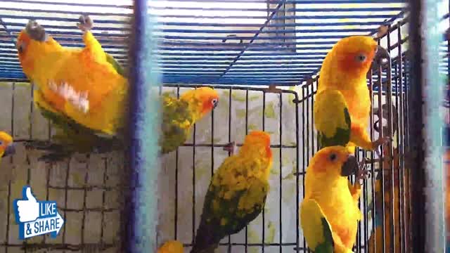 Amazing Beautiful Parrots In Cage