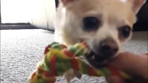 Gimmie That Toy! Chihuahua Play 🐶🐶🐶