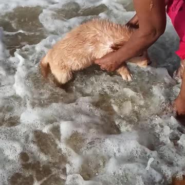 Beach fun my golden retrieve