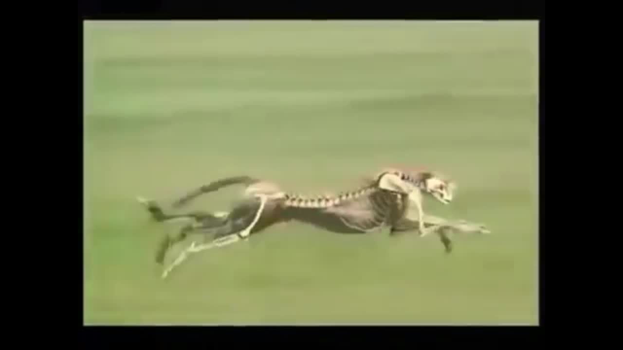 cheetah run bone