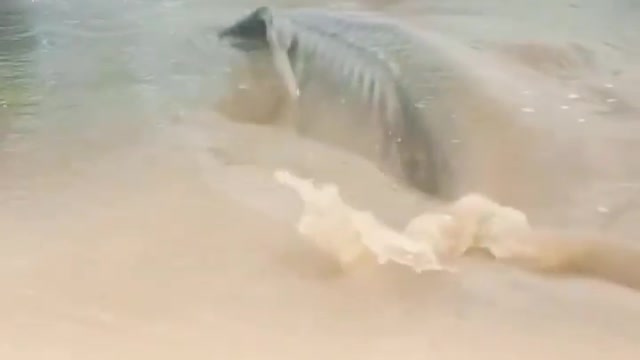 Big Fish in flood water