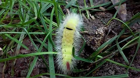 In the grass sat a fluffy