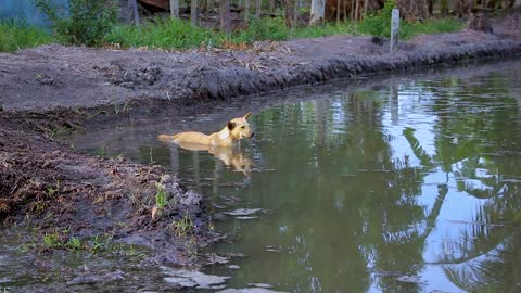 Funny dog is taking bath in cold and windy weather . relaxing his bath