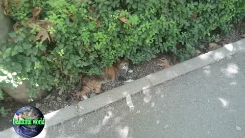 funny cat | Playful cat | cats | cat | most popular cat video | popular cat video