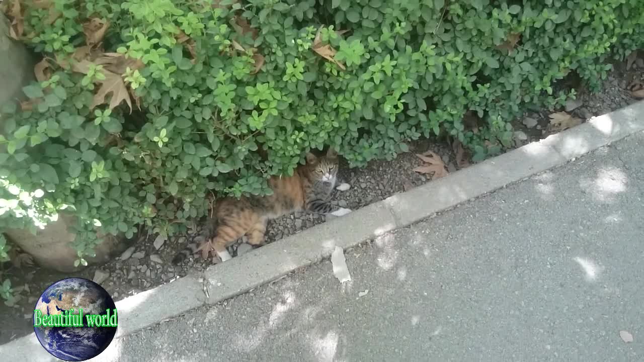 funny cat | Playful cat | cats | cat | most popular cat video | popular cat video