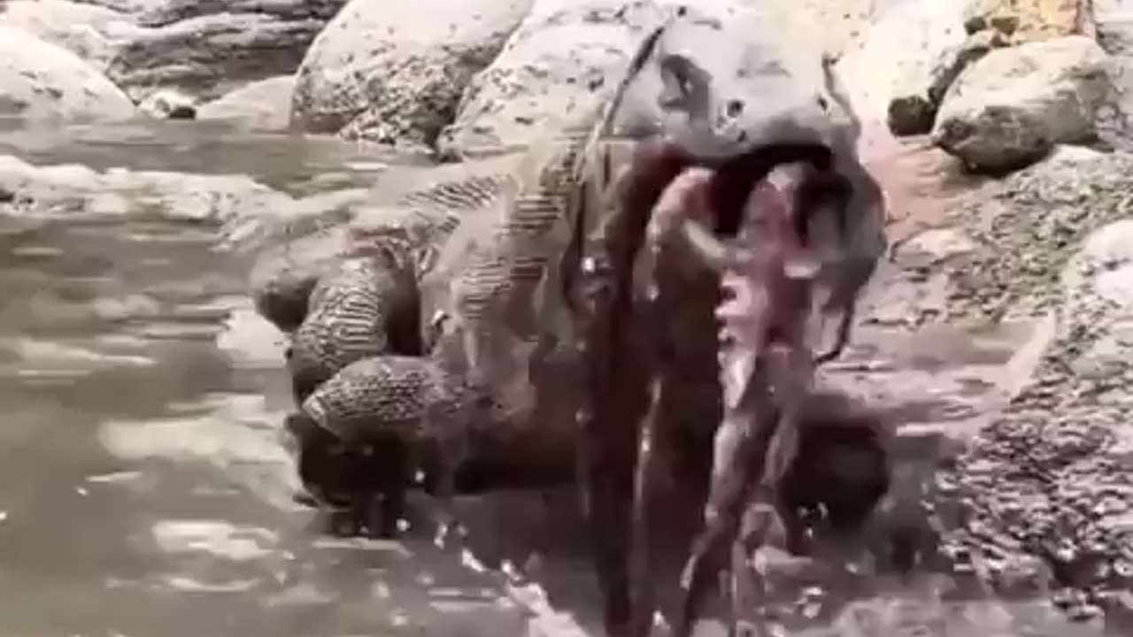 Komodo Dragon finishes an octopus in seconds 🔥