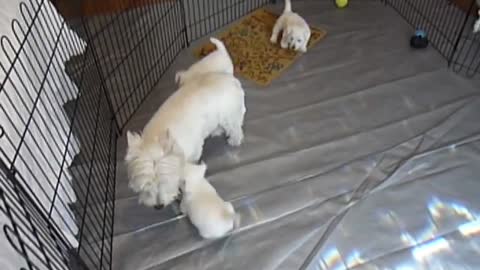 H&H Westie Puppies with momma May 15, 2016