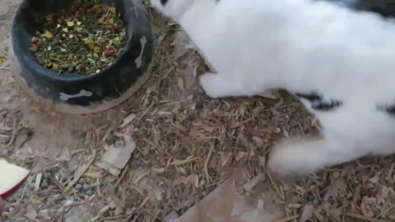 White silkie chickens (2)