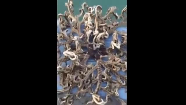 Bizarre alien sea creature caught off Singapore