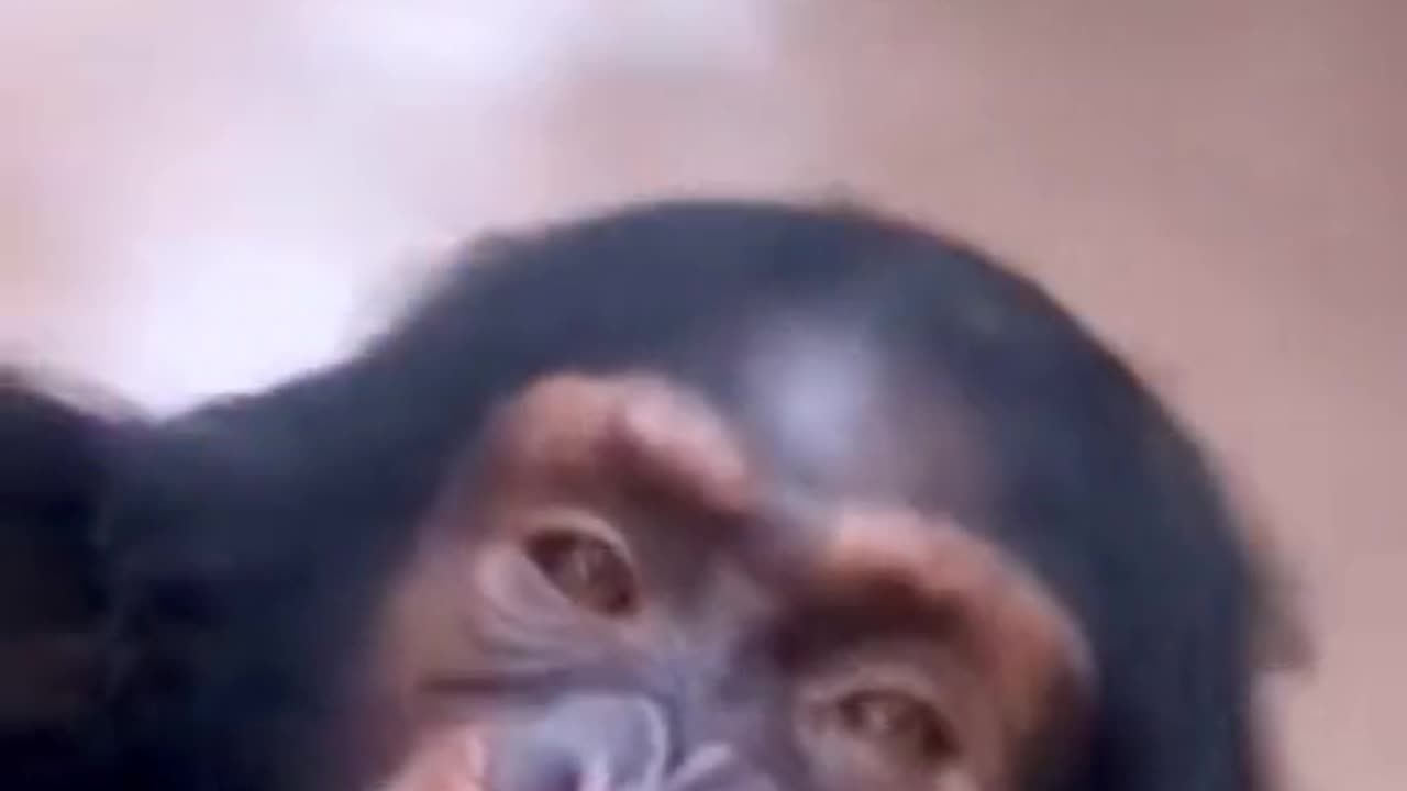 Monkey Funny Video 🐵 😅