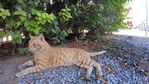 CHRIS MARTIN & MICHAEL JACKSON - Homeless cats in Ras Al Khaimah, UAE #ChrisMartin #MichaelJackson