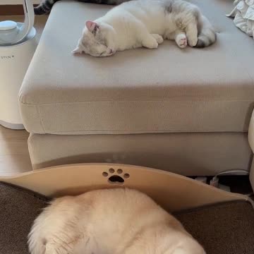 OMG So Cute Cat Video ❤ #cat #shorts