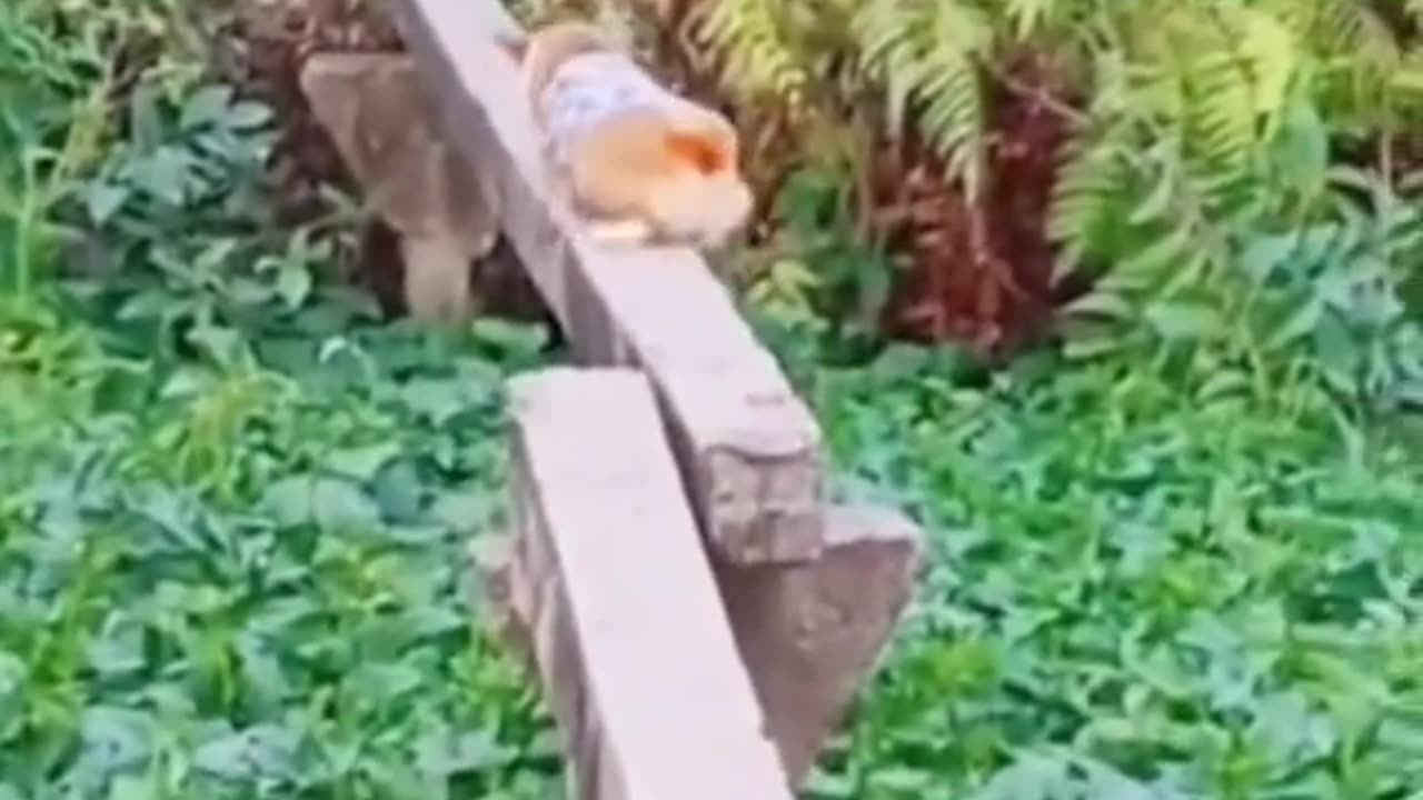 Try not to laugh😂🤣 2 #lmao #funnyvideos