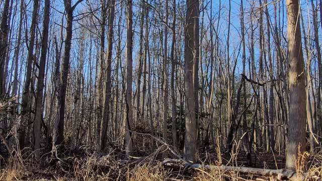 🌳Listen- no tree fell in this forest - at least not then!