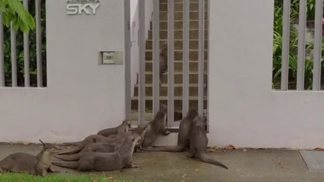 Otter family tries sneaking through Alexandra condo gates