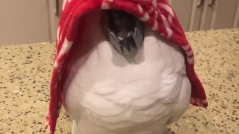 cockatoo hid