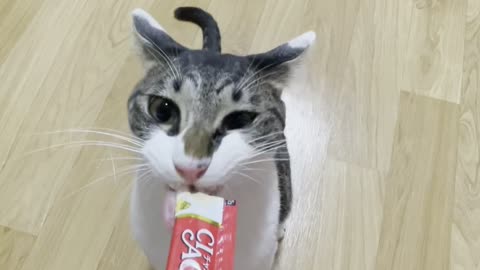 Cute cat eating a snack