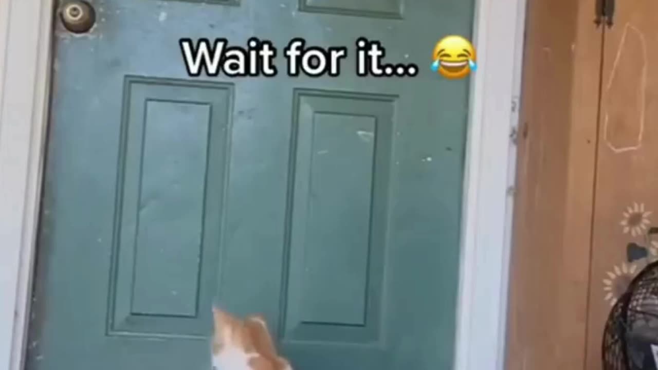 Funny Animal Clips 😂😂😂😂