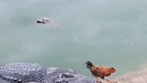 Exciting battle between 10 crocodiles against 1 chicken