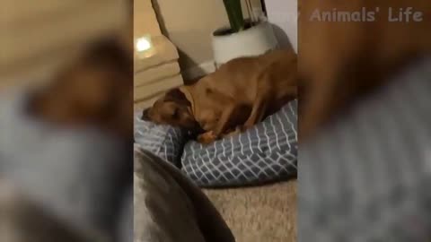 59 Best Funny Cats 😹 And Dogs 🐶 Reactions Try Not To Laugh Videos!