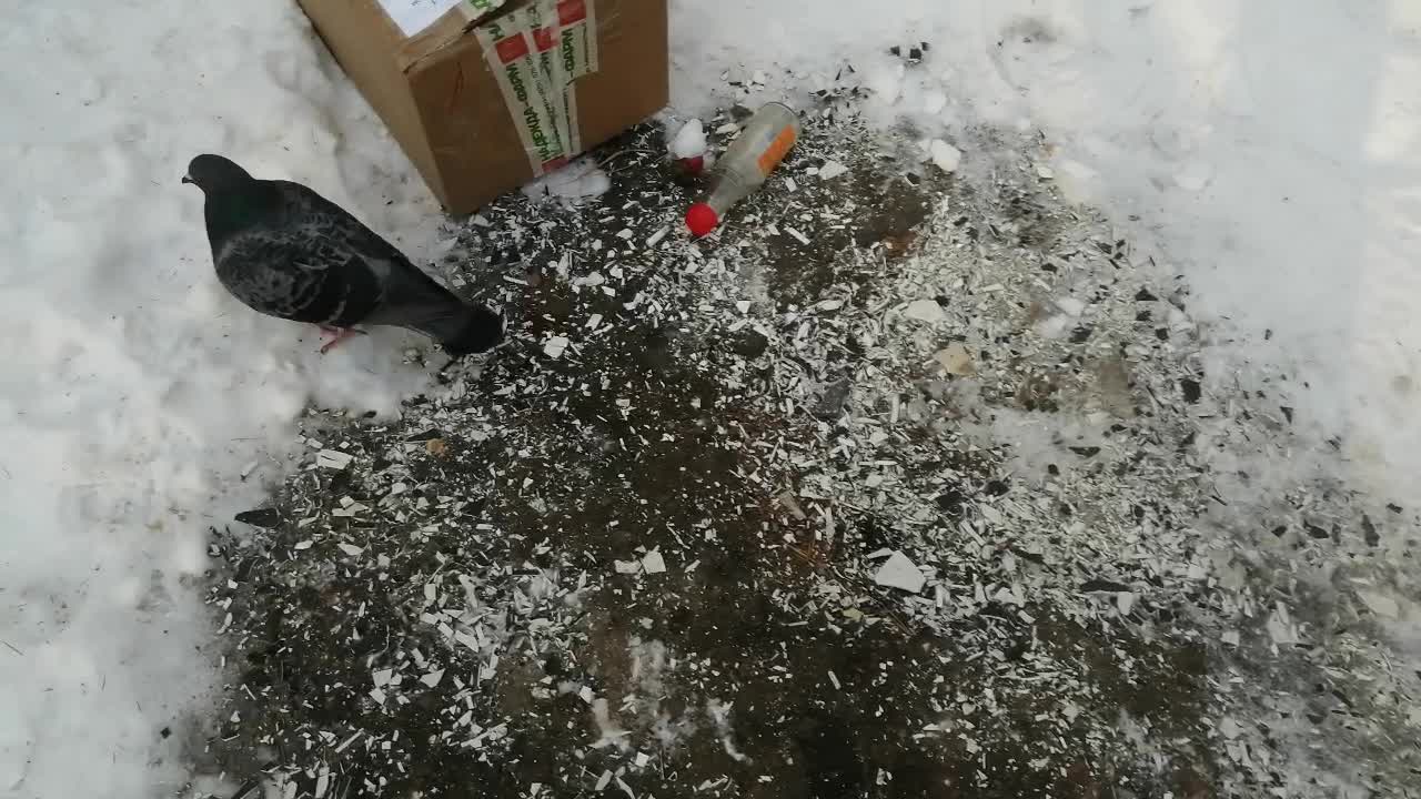 The pigeon walks through the snow in search of food.