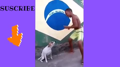 Perrito bailando